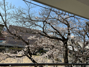 お部屋の中からも、桜が見えます♪とても綺麗な桜をご覧いただけます♪