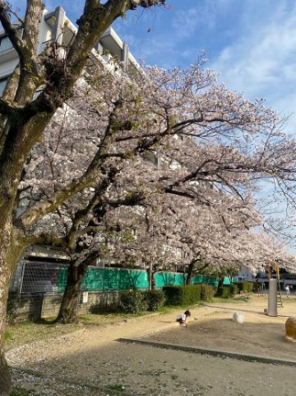 春には、桜が満開とても綺麗です♪