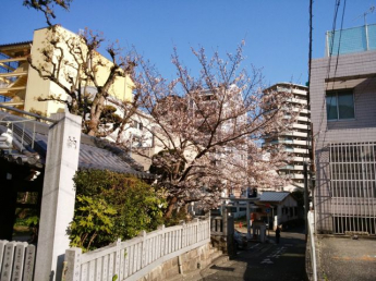 春には、敷地南側の一宮神社で桜を楽しんでください。