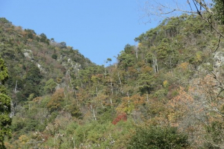 筱見四十八滝に隣接の里山、ほぼ平坦(段状）1,900坪坪　渓流沿いの画像