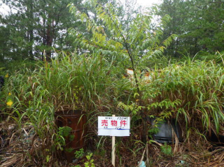 新潟県阿賀野市山寺の売地の画像