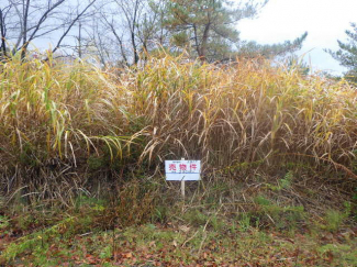 新潟県阿賀野市山寺の売地の画像