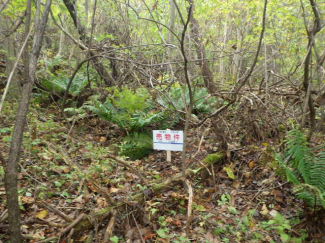 北海道茅部郡鹿部町字鹿部の売地の画像