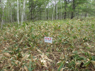 北海道北広島市輪厚の売地の画像