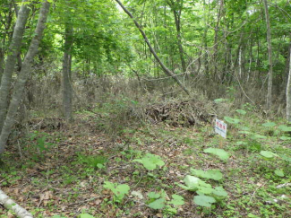 北海道白老郡白老町字竹浦の売地の画像