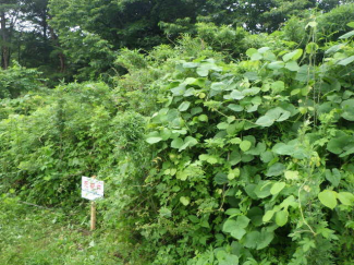 福島県二本松市馬場平の売地の画像