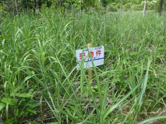 北海道苫小牧市字樽前の売地の画像