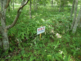 北海道苫小牧市字樽前の売地の画像