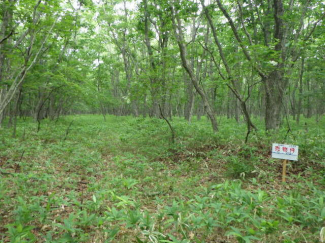 北海道苫小牧市字植苗の売地の画像