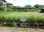 千葉県茂原市大芝の売地の画像