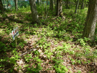 北海道苫小牧市字植苗の売地の画像