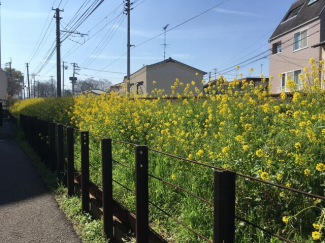 線路わきの菜の花