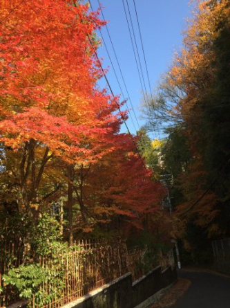 秋には紅葉が綺麗です