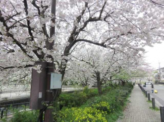物件の前面には内川沿いの桜並木が広がります
