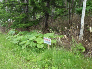 北海道磯谷郡蘭越町字湯里の売地の画像