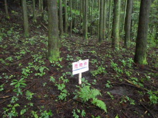 熊本県阿蘇郡南阿蘇村大字河陽の売地の画像