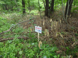 北海道磯谷郡蘭越町字日出の売地の画像