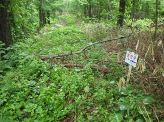 北海道磯谷郡蘭越町字日出の売地の画像