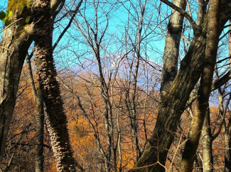 長野県北佐久郡軽井沢町大字発地ニュータウンの中古一戸建ての画像