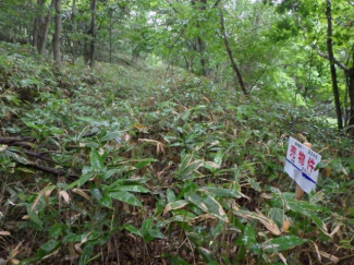 北海道室蘭市水元町の売地の画像