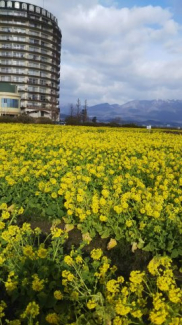 平成30年2月撮影、花畑