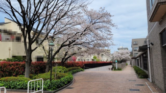 敷地内の桜