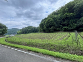 丹波篠山市箱谷　農地の画像