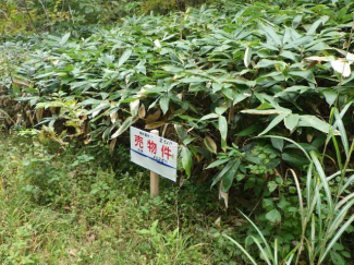 岩手県岩手郡雫石町長山岩手山の売地の画像