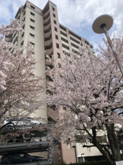 春は桜がきれいです♪