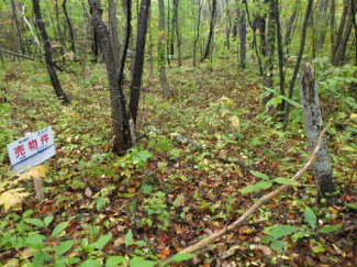 北海道茅部郡鹿部町字本別の売地の画像