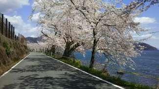 海津大崎桜ルート