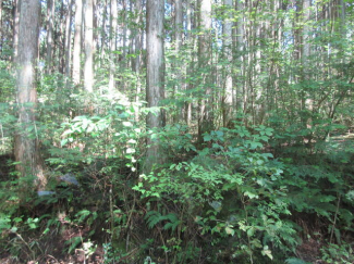 岐阜県加茂郡白川町黒川の売地の画像