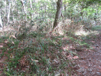 岐阜県高山市荘川町一色の売地の画像