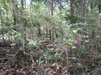 岐阜県高山市荘川町一色の売地の画像