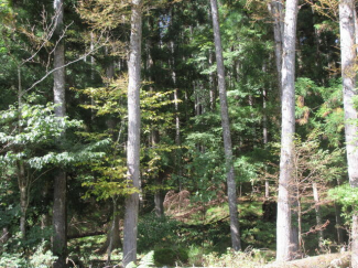 岐阜県高山市荘川町一色の売地の画像