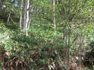 岐阜県高山市荘川町六厩の売地の画像