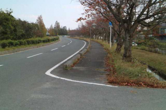 新旭湖周道路の桜並木