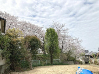 春は桜がきれいに見えます　ご自宅のお庭でお花見をお楽しみくだ