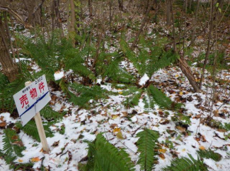 北海道茅部郡鹿部町字本別の売地の画像