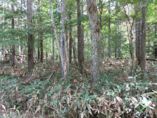 岐阜県高山市荘川町一色の売地の画像