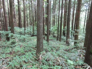 岐阜県下呂市御厩野の売地の画像