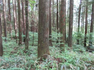 岐阜県下呂市御厩野の売地の画像