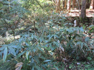 岐阜県高山市荘川町野々俣の売地の画像