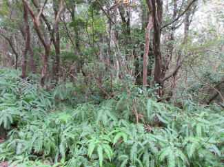 三重県志摩市磯部町三ケ所の売地の画像