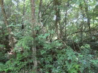 三重県津市白山町山田野の売地の画像