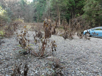 兵庫県丹波篠山市味間奥の画像