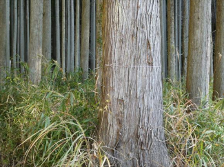 兵庫県丹波篠山市小倉の画像
