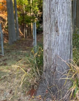 兵庫県丹波篠山市小倉の画像