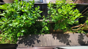 和室前の縁側