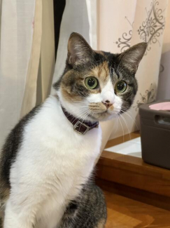 ペット可物件です　宜しくお待ち致します